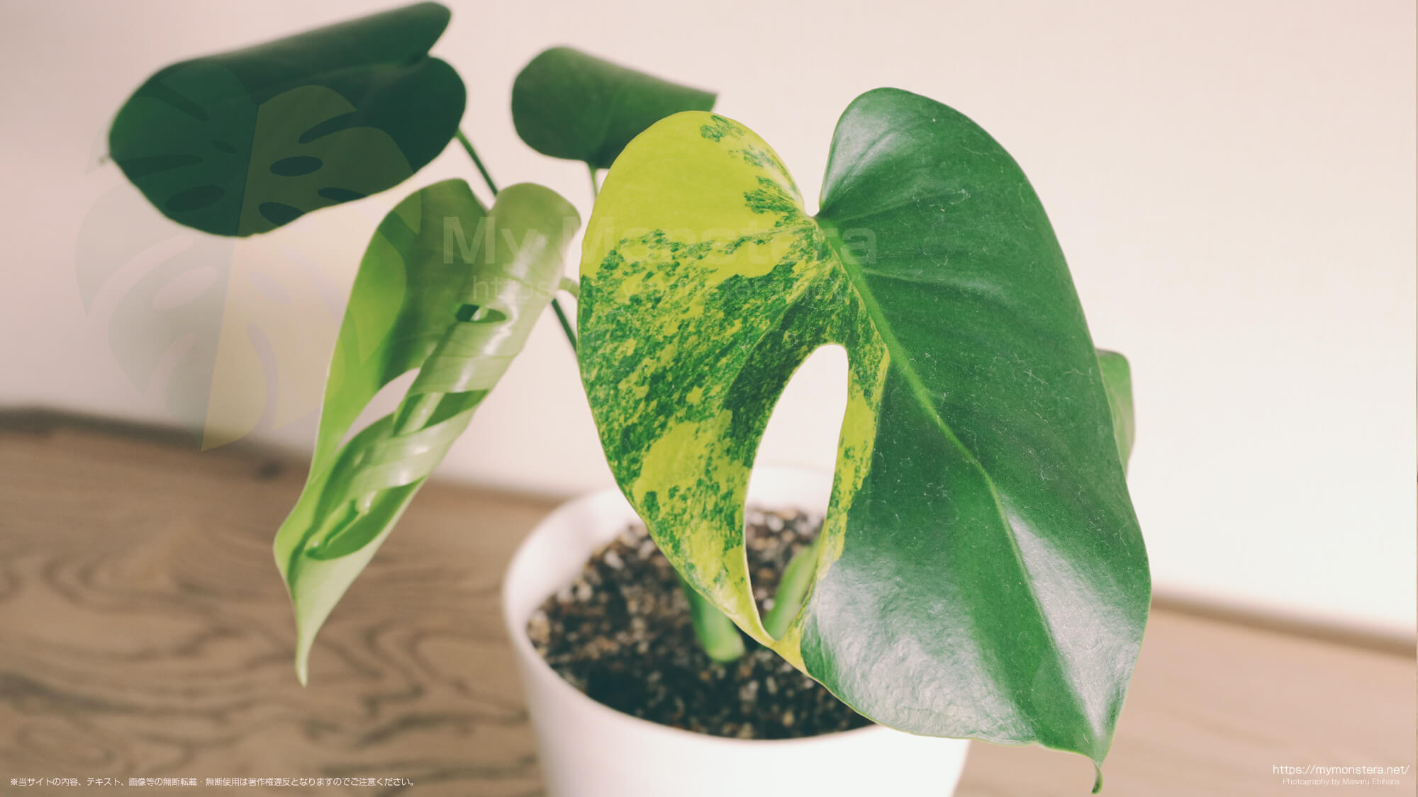 モンステラデリシオーサイエローマリリン( Monstera Deliciosa Yellow