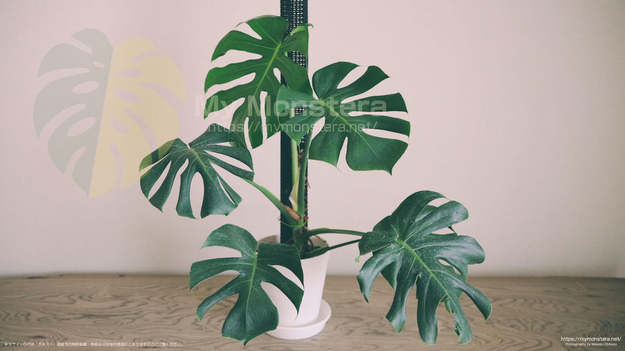福助（丸葉のモンステラデリシオーサ）に支柱を設置 - 私のモンステラ