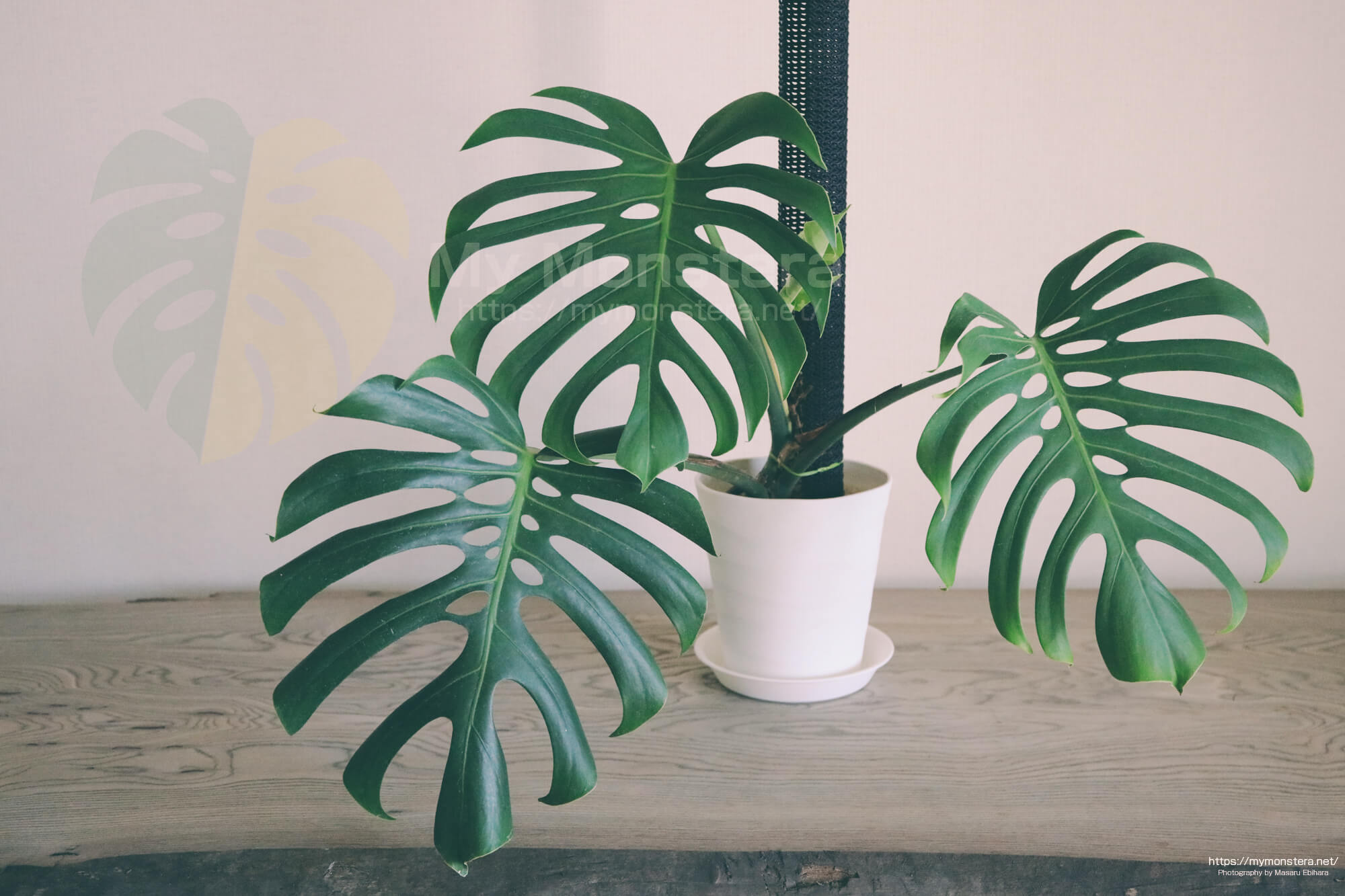 トップカットのモンステラスケルトンに約4ヵ月ぶりの新しい葉 - 私の