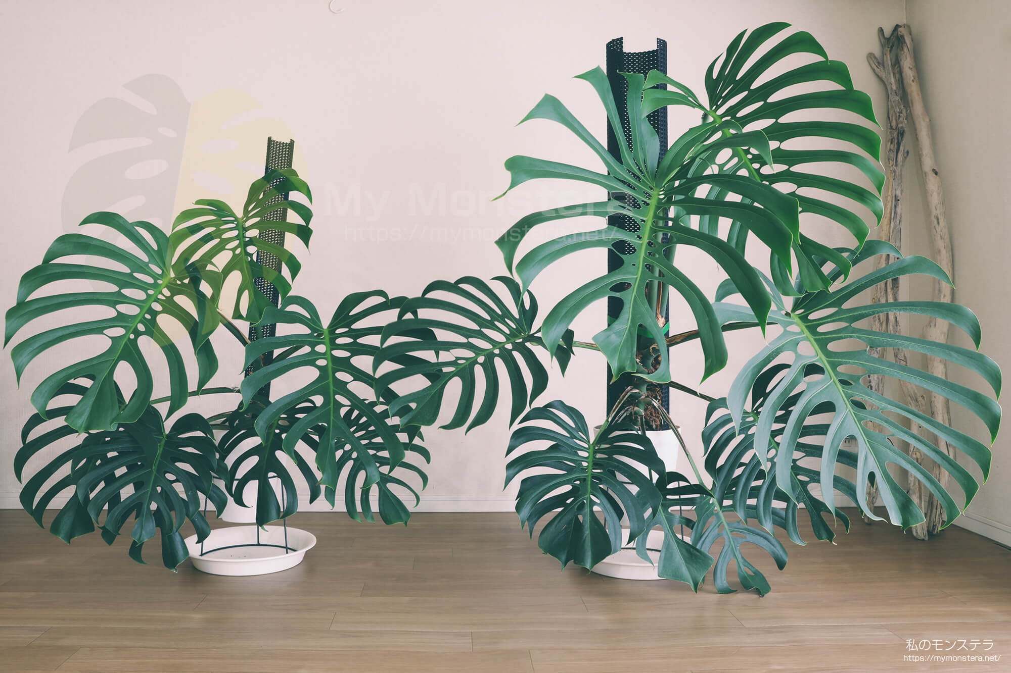 栽培を開始して約2年が経過するモンステラスケルトン。トップカット