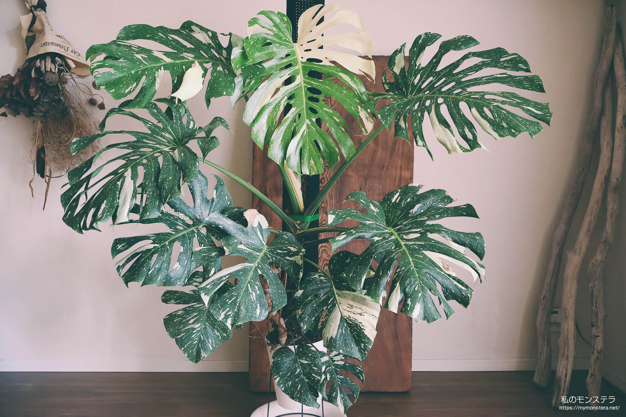 価格が安い斑入りのモンステラでも充分美しく成長する - 私のモンステラ