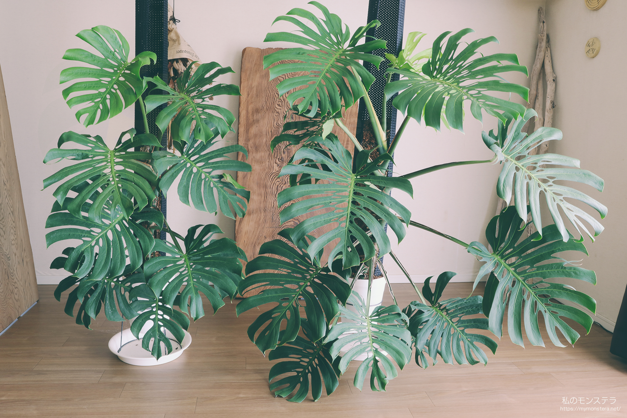 モンステラデリシオーサマクロコズム大型葉希少系統鉢植え高さ114