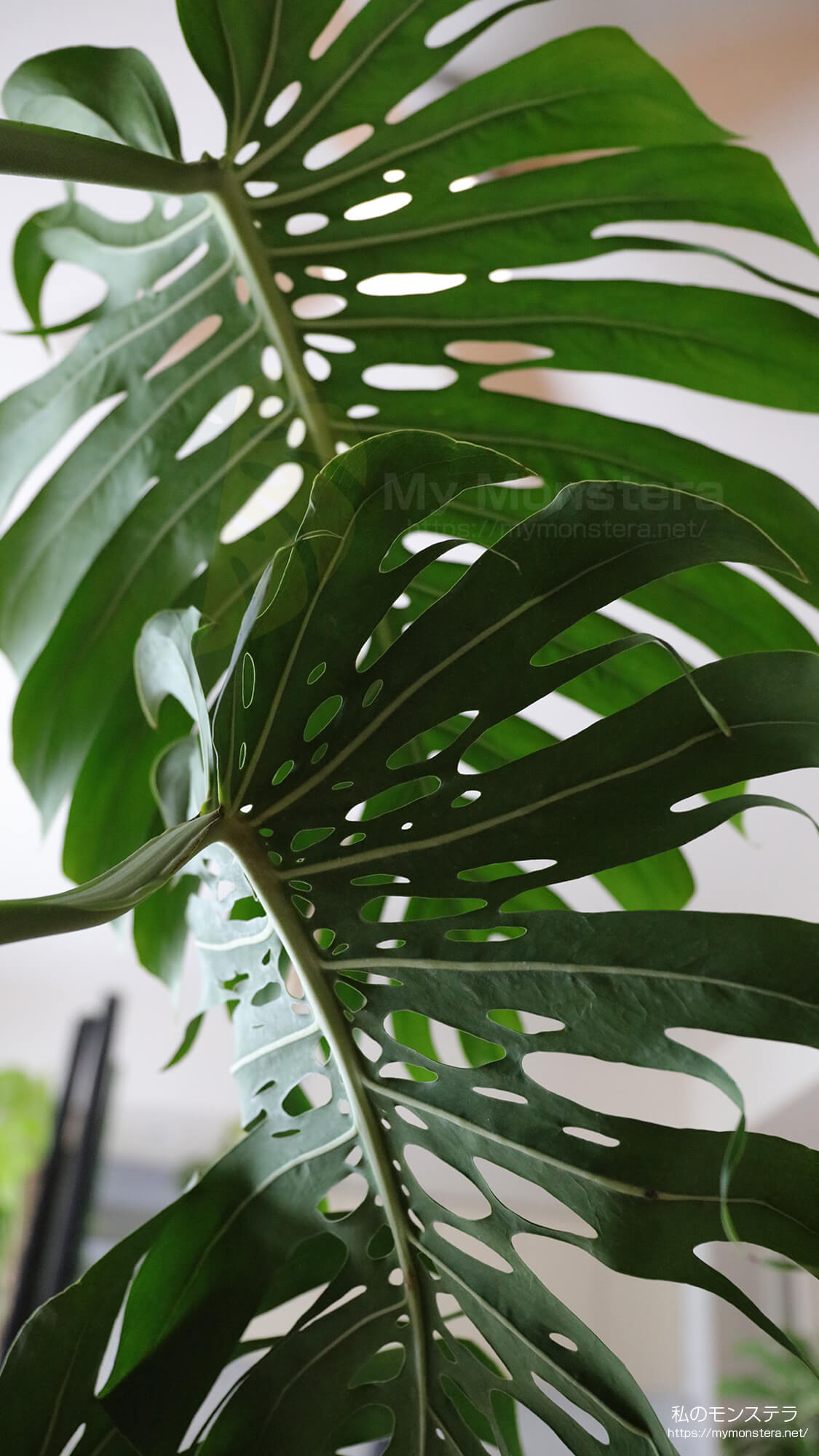モンステラデリシオーサマクロコズム( Monstera Deliciosa Macrocosm