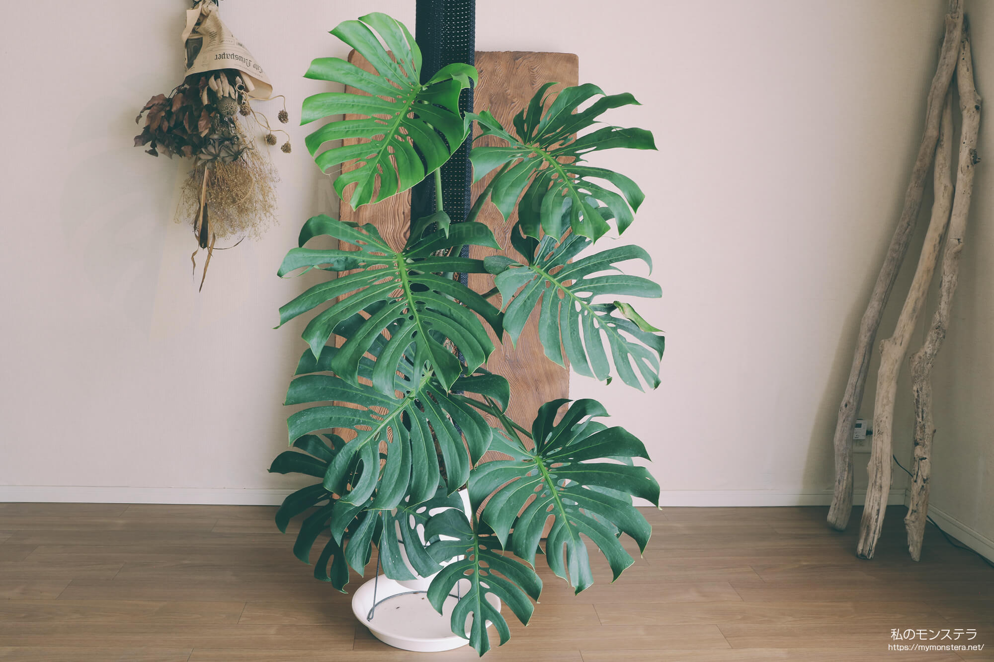 モンステラデリシオーサシエラナハワイ( Monstera Deliciosa Sierrana