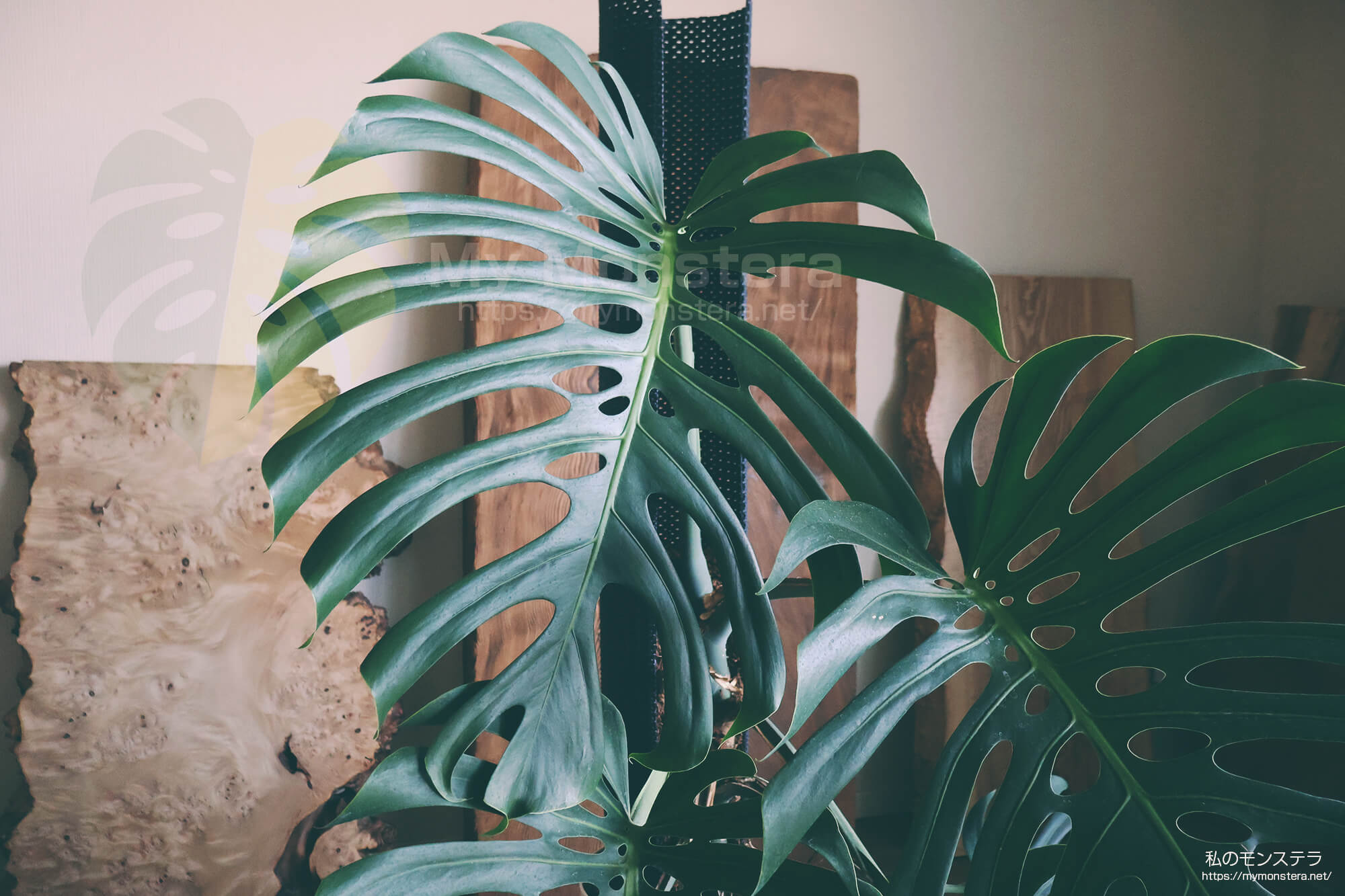 葉っぱ2枚のトップカットから3年間育てあげたモンステラスケルトンの