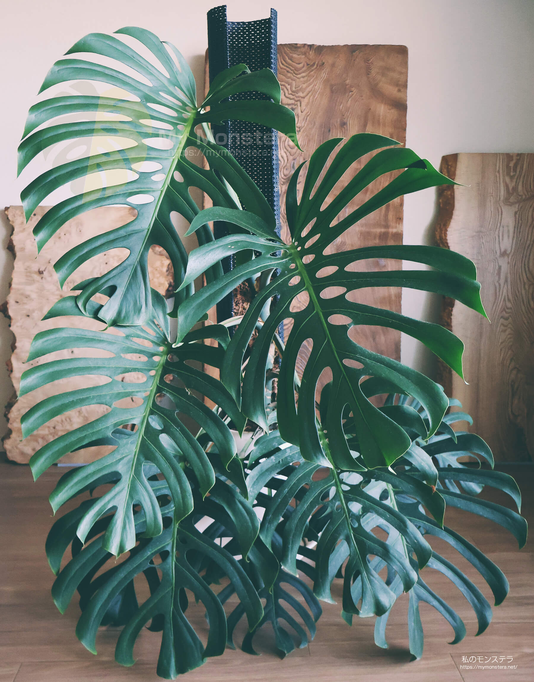 葉っぱ2枚のトップカットから3年間育てあげたモンステラスケルトンの