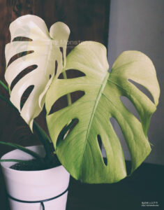 天津ラン・モンステラデリシオーサホワイトモンスター ( Monstera
