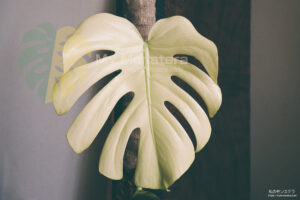 天津ラン・モンステラデリシオーサホワイトモンスター ( Monstera
