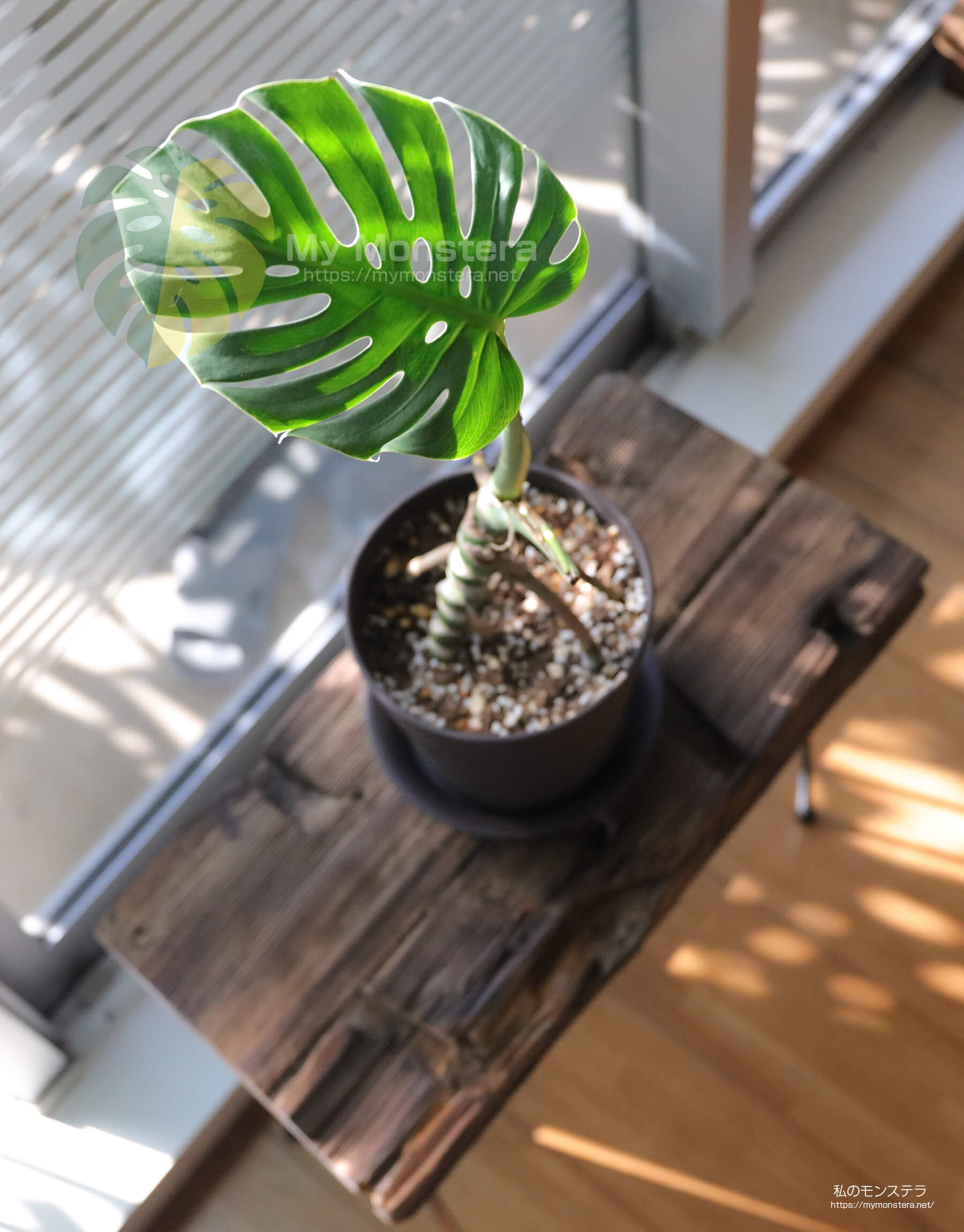 モンステラを幹立ち（幹上がり）に仕立てる - 私のモンステラ