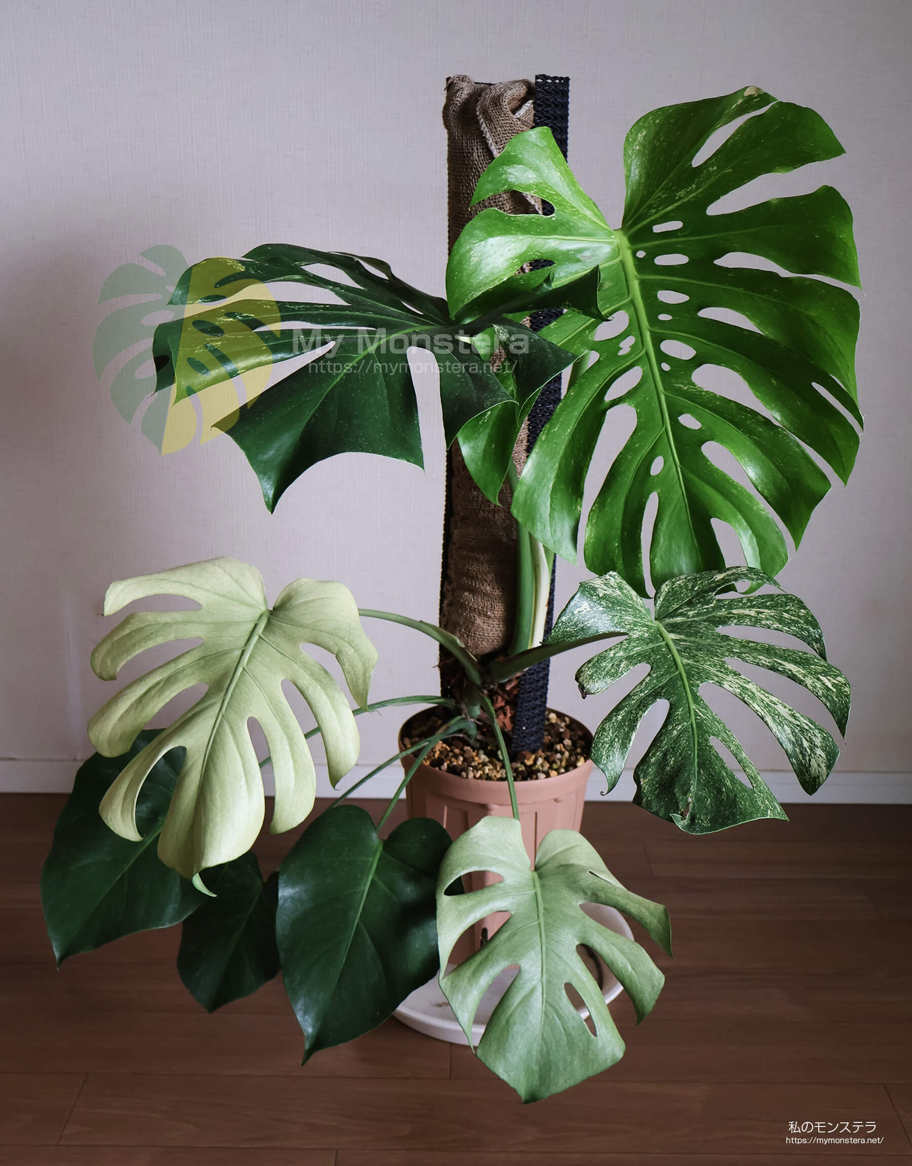 天津ラン・モンステラデリシオーサホワイトモンスター ( Monstera
