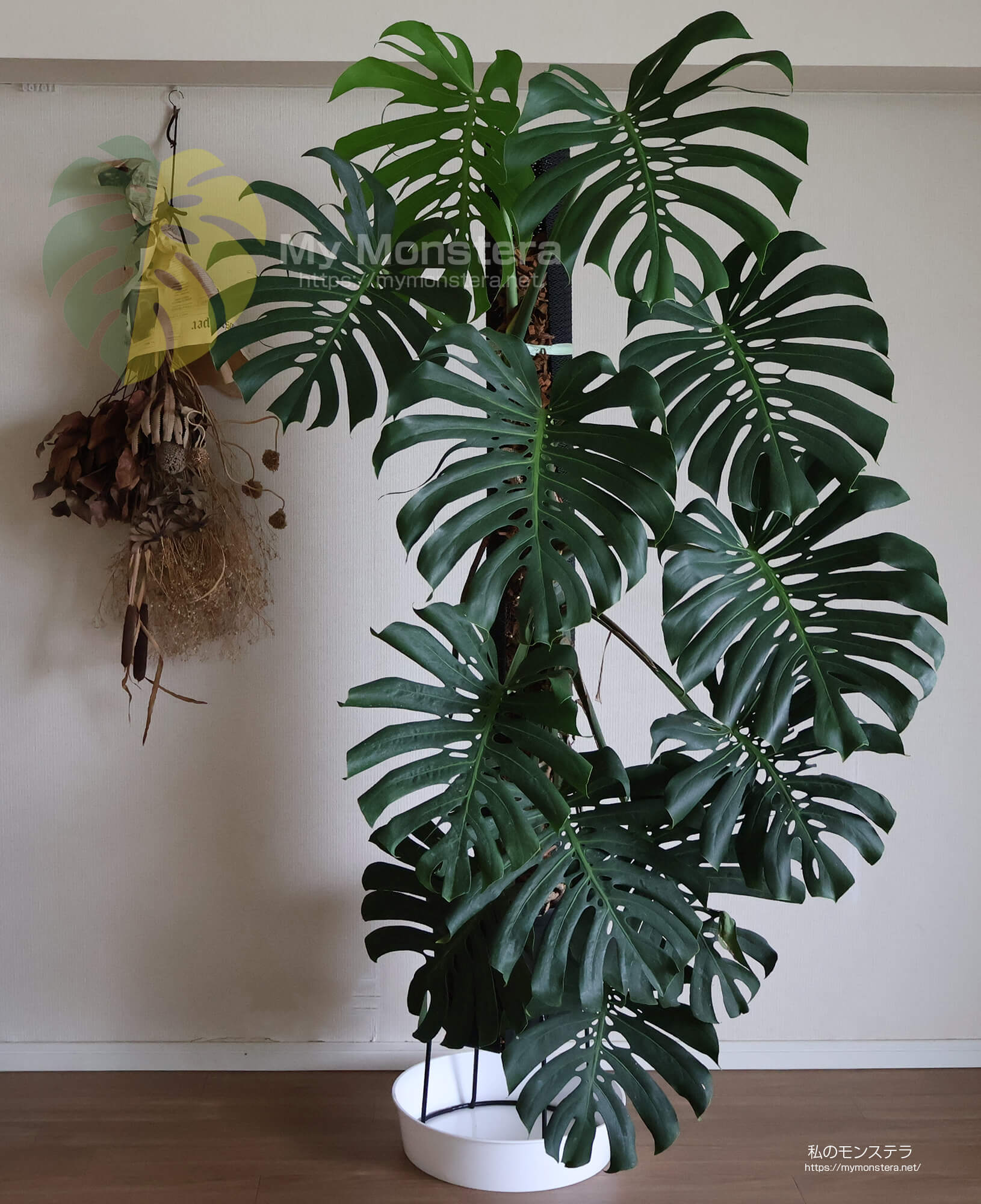 モンステラデリシオーサコンパクタ( Monstera Deliciosa Compacta