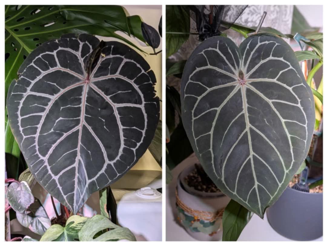 Anthurium Red Crystallinum (NSE) x Michelle -