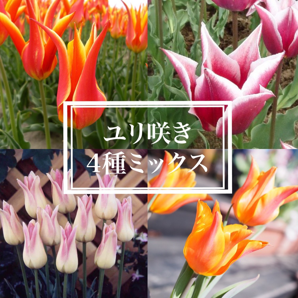 チューリップ ユリ咲き：4種ミックス【球根】 | nae-ya｜herbal tree