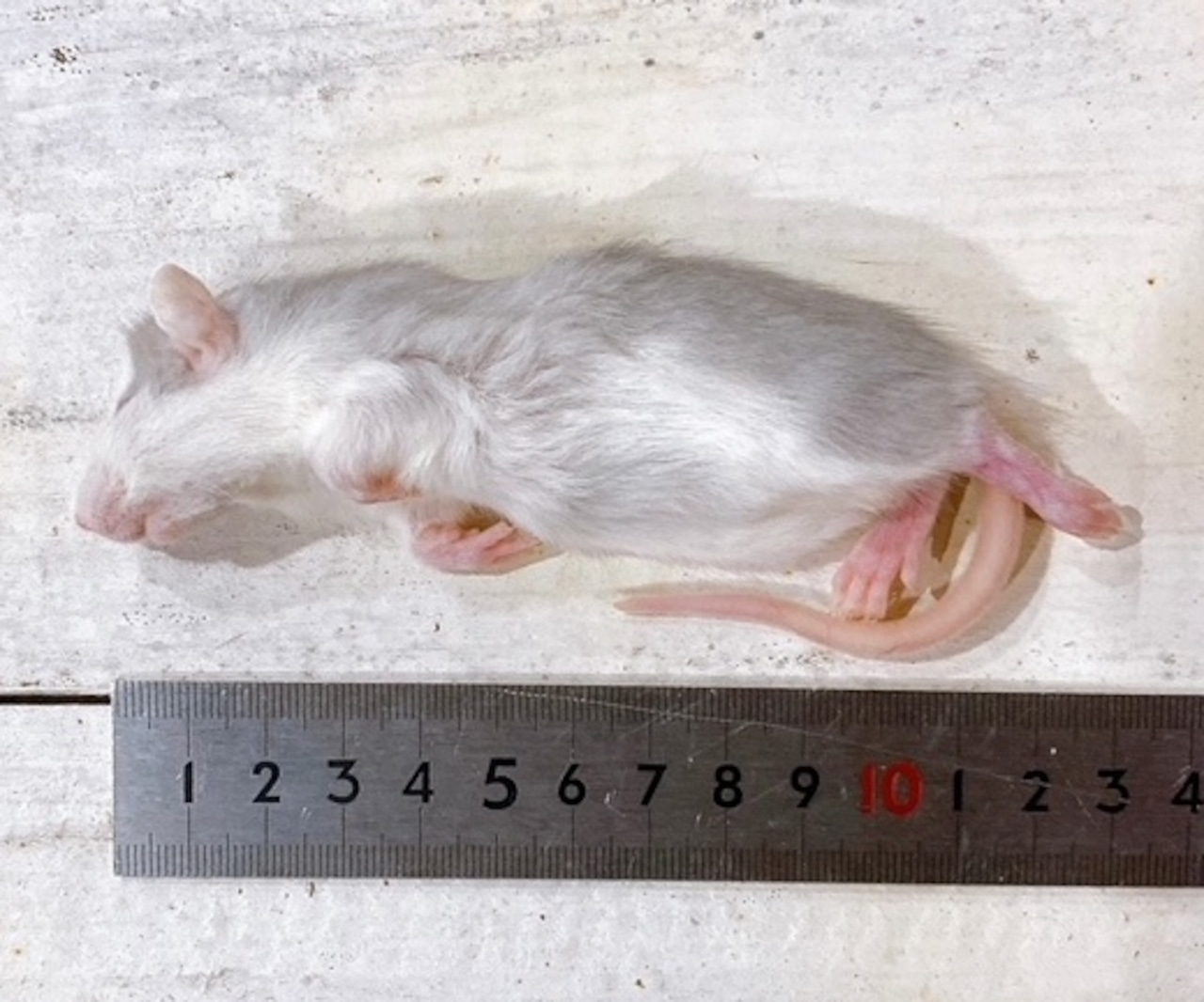 冷凍ラット（40サイズ） | リトルモンスターなごや