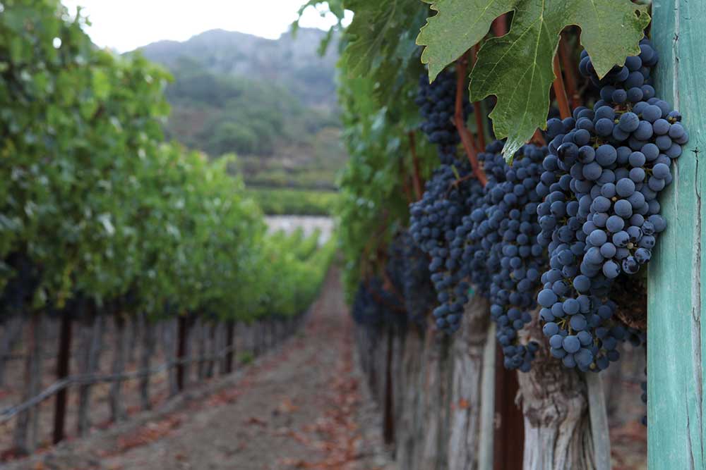 Coombsville - Napa Valley Life Magazine