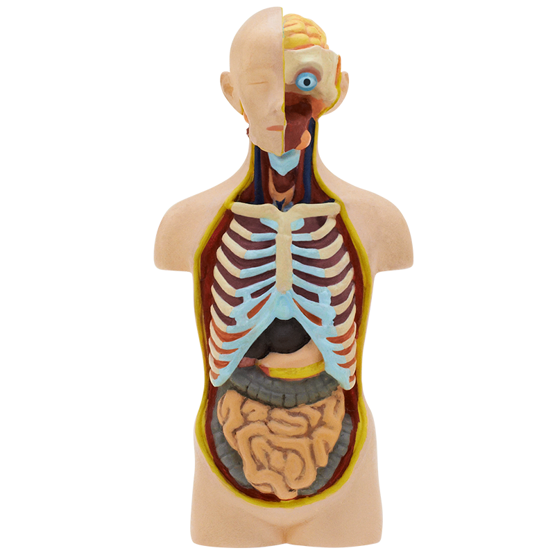 人体模型 ストラップII – ネイチャーテクニカラー公式