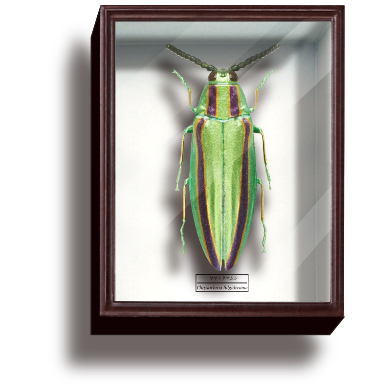 STC ドイツ箱 マグネットコレクション4 – ネイチャーテクニカラー公式