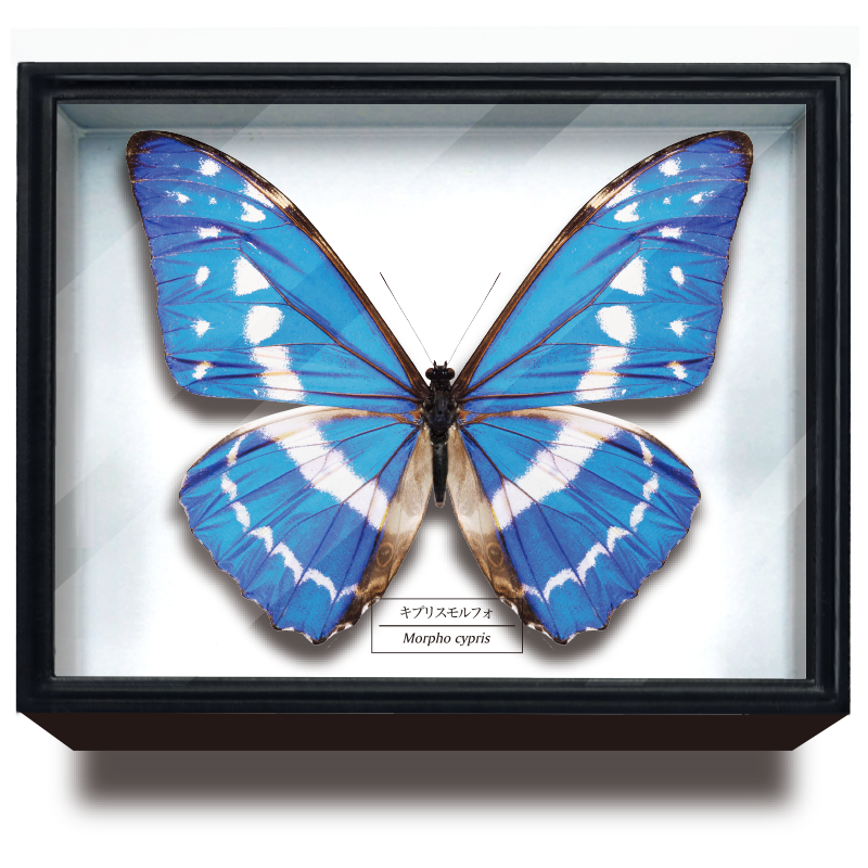☆rプロフ必須☆アマトンテモルフォチョウ♂標本 ドイツ型標本箱ミニ付