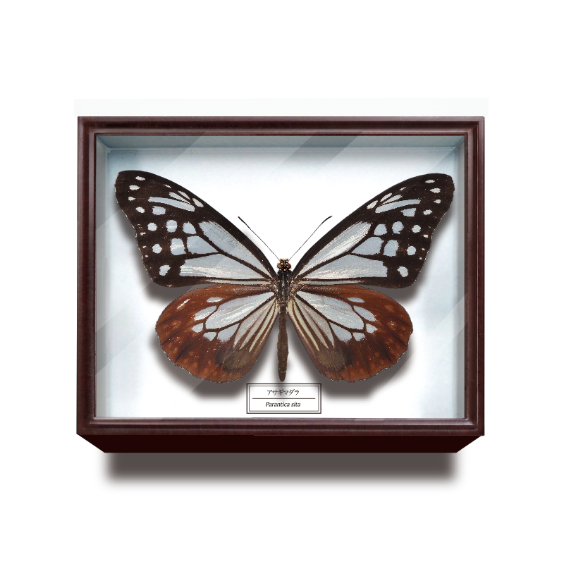 ドイツ箱マグネットコレクション – ネイチャーテクニカラー公式