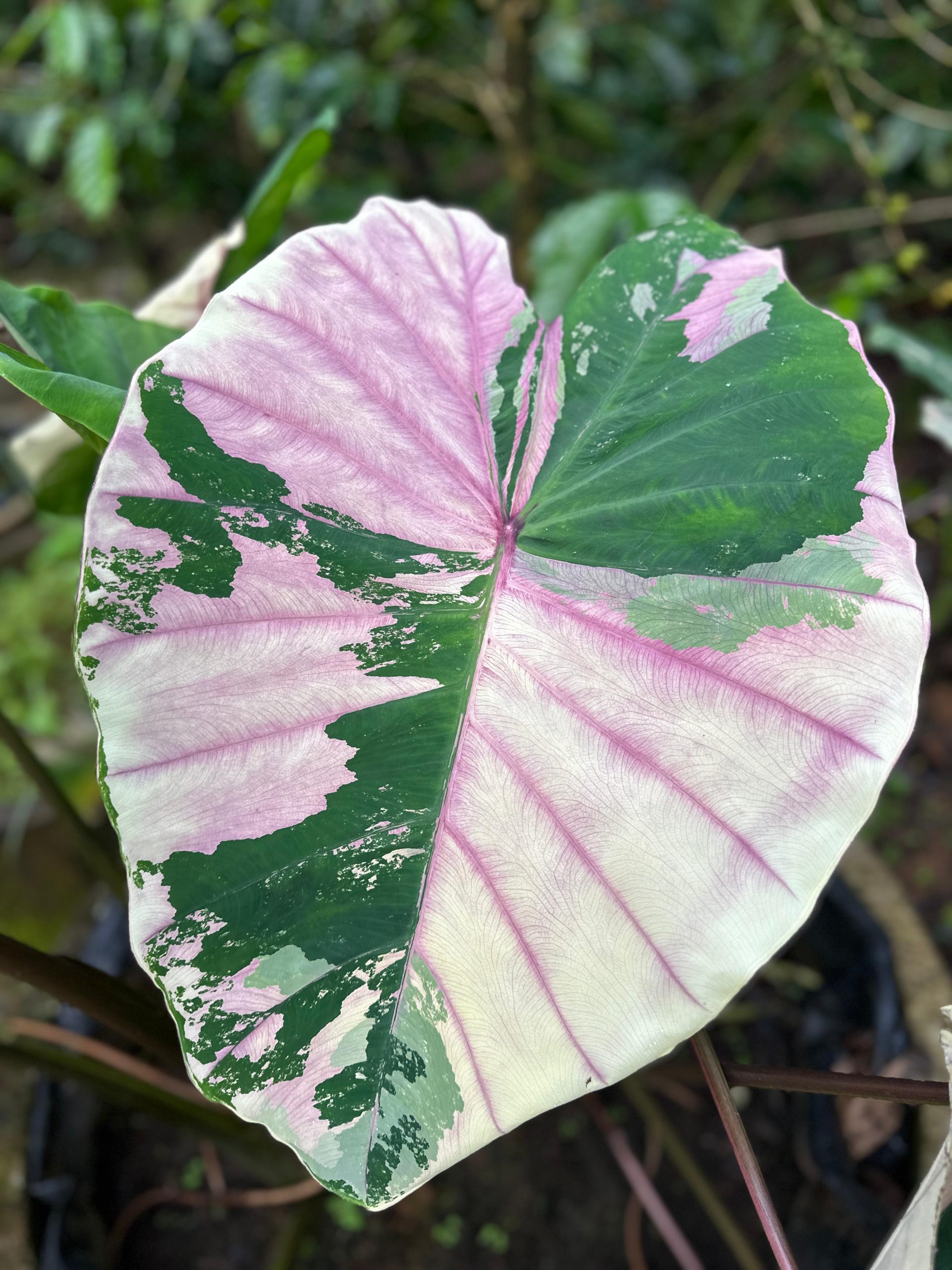 Colocasia 'First Pink - Nature Sense