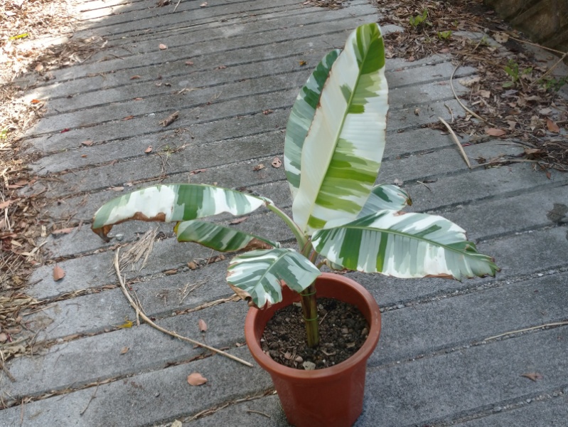 斑入りバナナ“アエアエ”を地植えしました | 沖縄バナナ - OKINAWA BANANA -