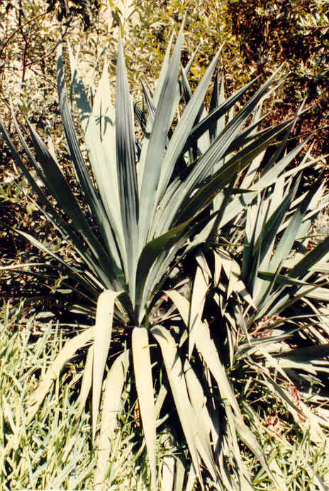 yucca-様ご確認ページ Yucca species