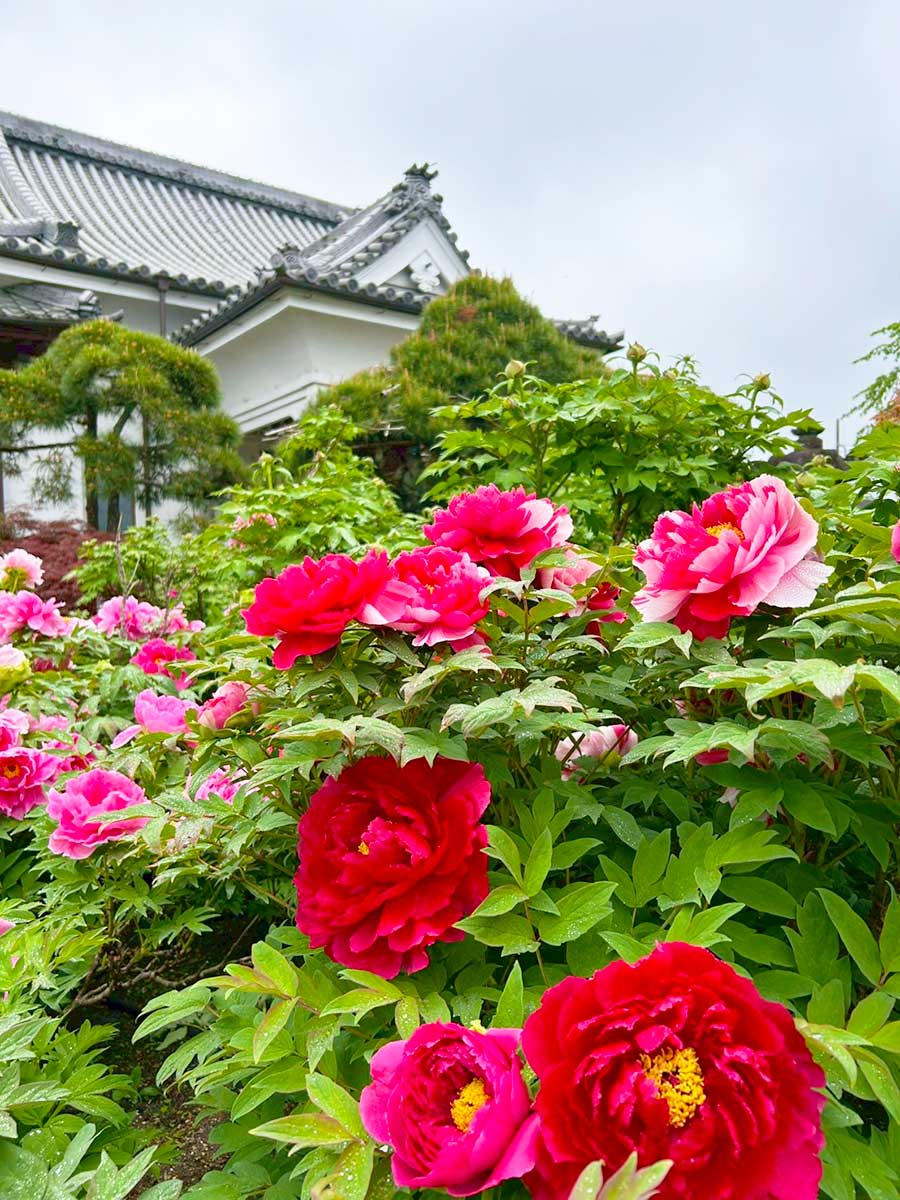 2025年の牡丹 | 秩父観光なび