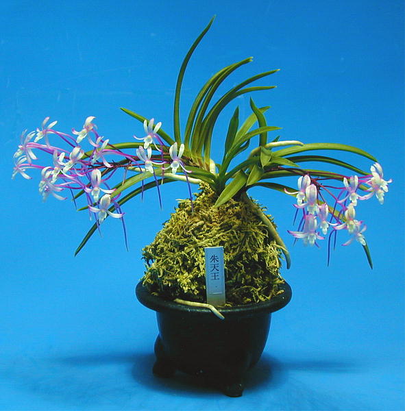 富貴蘭［富貴蘭の花］
