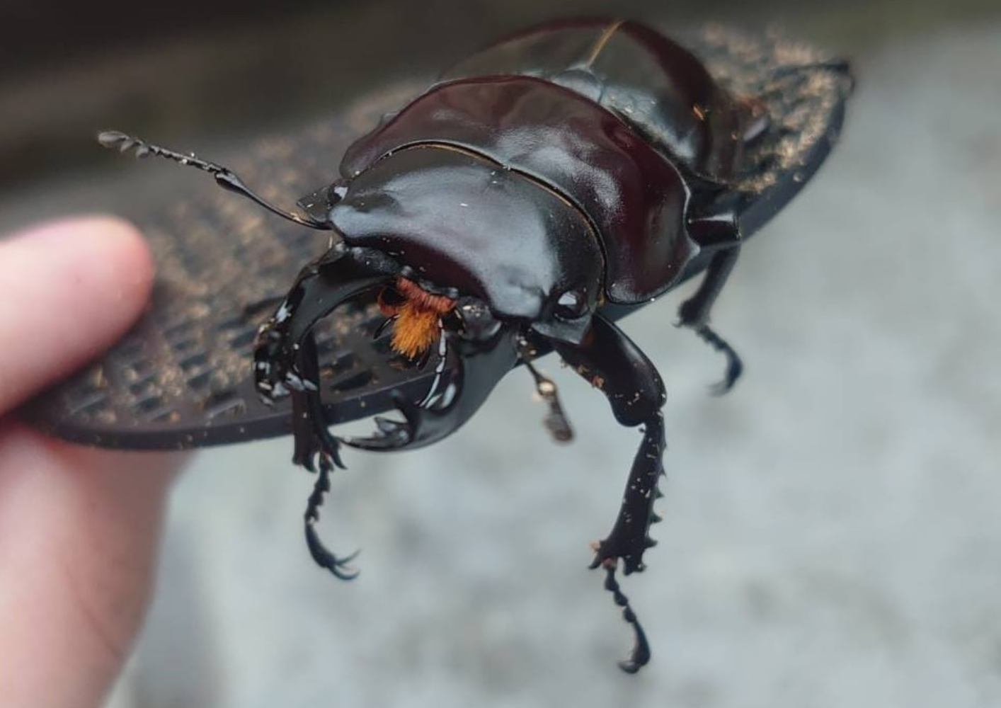 第2期｜ヤエヤママルバネクワガタ 西表島大見謝産 飼育記録 – ネオルカヌス