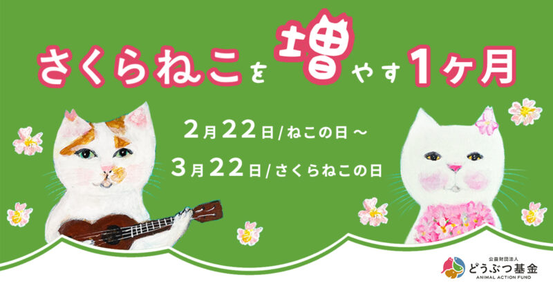 2026年最新】さくらねこサポーター100名募集｜どうぶつ基金が「殺処分