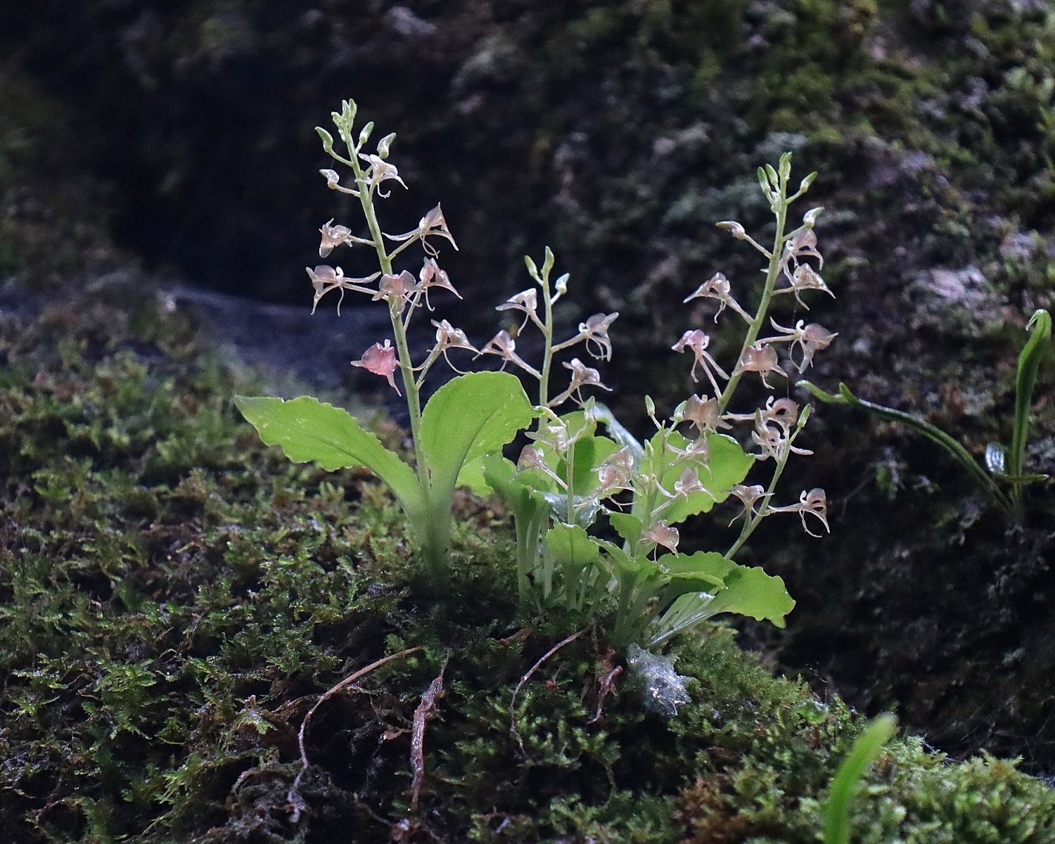 フガクスズムシソウ | 山川草木図譜 | 山岳の植物, 夏, 7月, ラン科