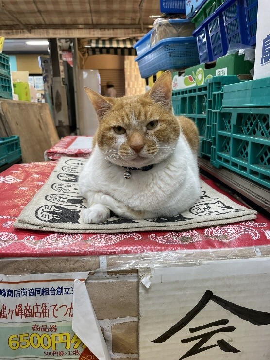 保健所に連れて行かれる寸前だった子猫が「猫店長」に！横浜の「喜久屋