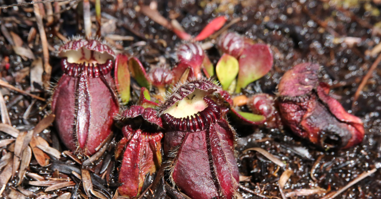 セファロタス・フォリキュラリス”エデンブラック”】最高品種として