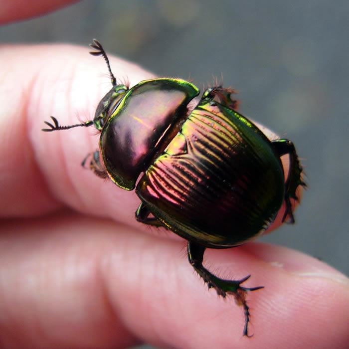 オオセンチコガネ – 京都九条山自然観察日記