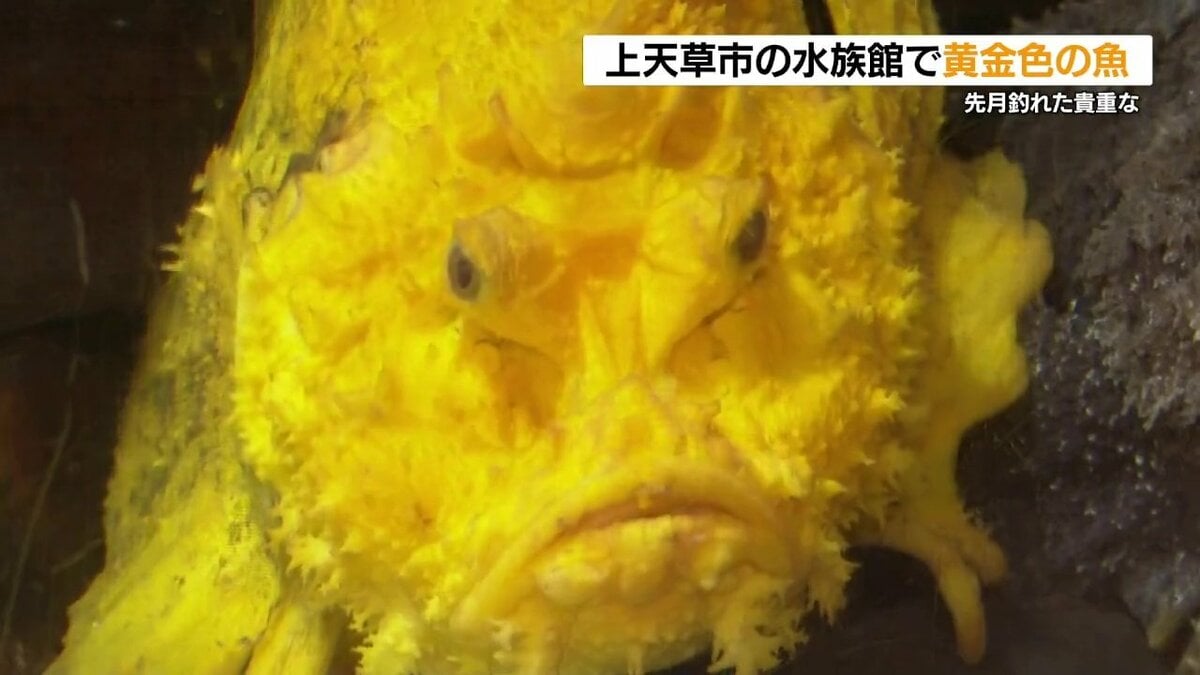 黄金色のオニオコゼ 突然変異！？ 熊本県上天草市で展示中 | 熊本の