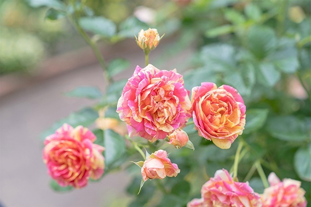 バラが咲き誇る春の見頃を堪能！「2025ローズガーデンフェスティバル