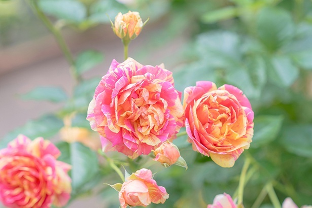 秋バラをはじめ展覧会やコンサートも！四季の香ローズガーデンで「2024