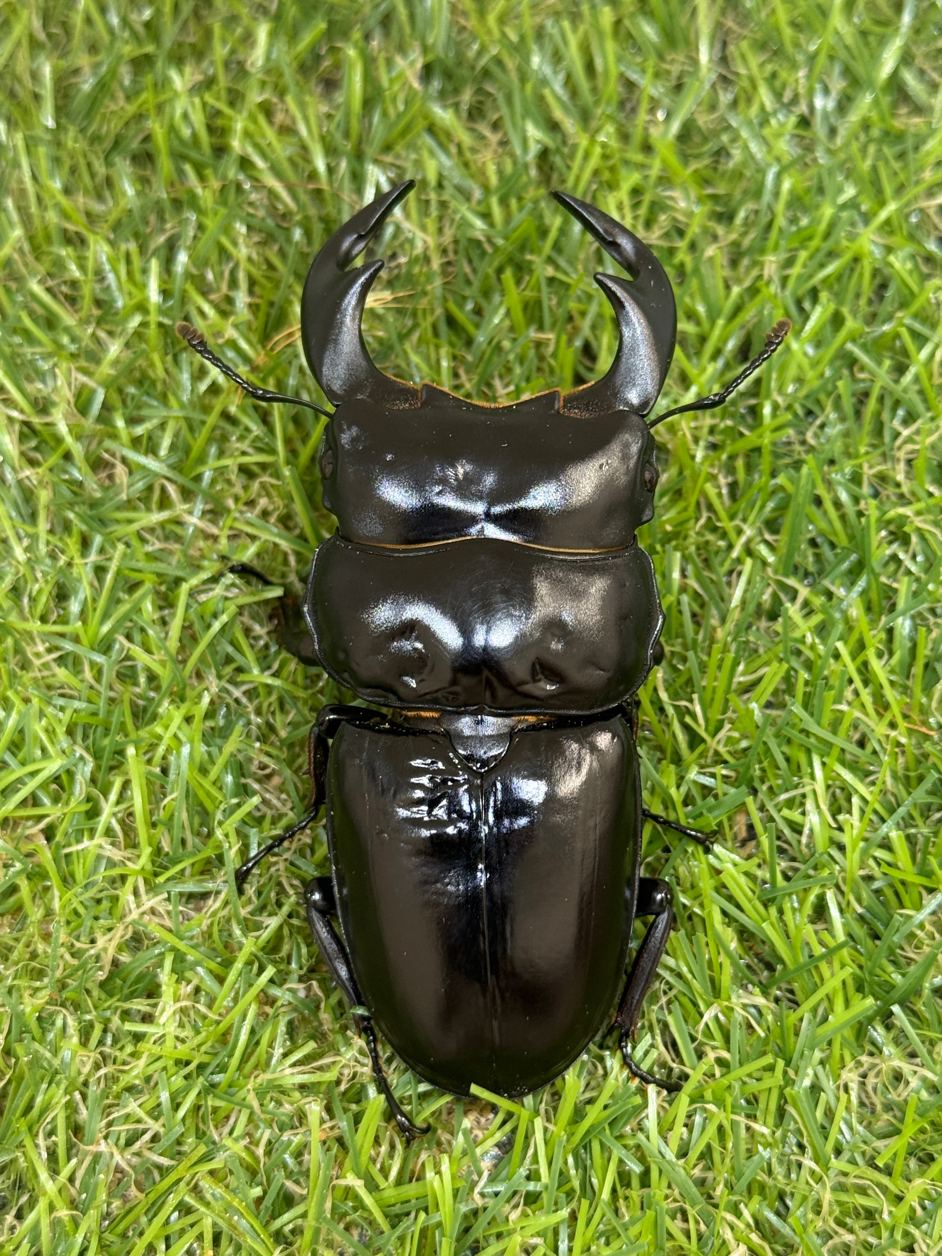 インドアンタエウスオオクワガタ ♂76mm単品 – 昆虫ショップNexus