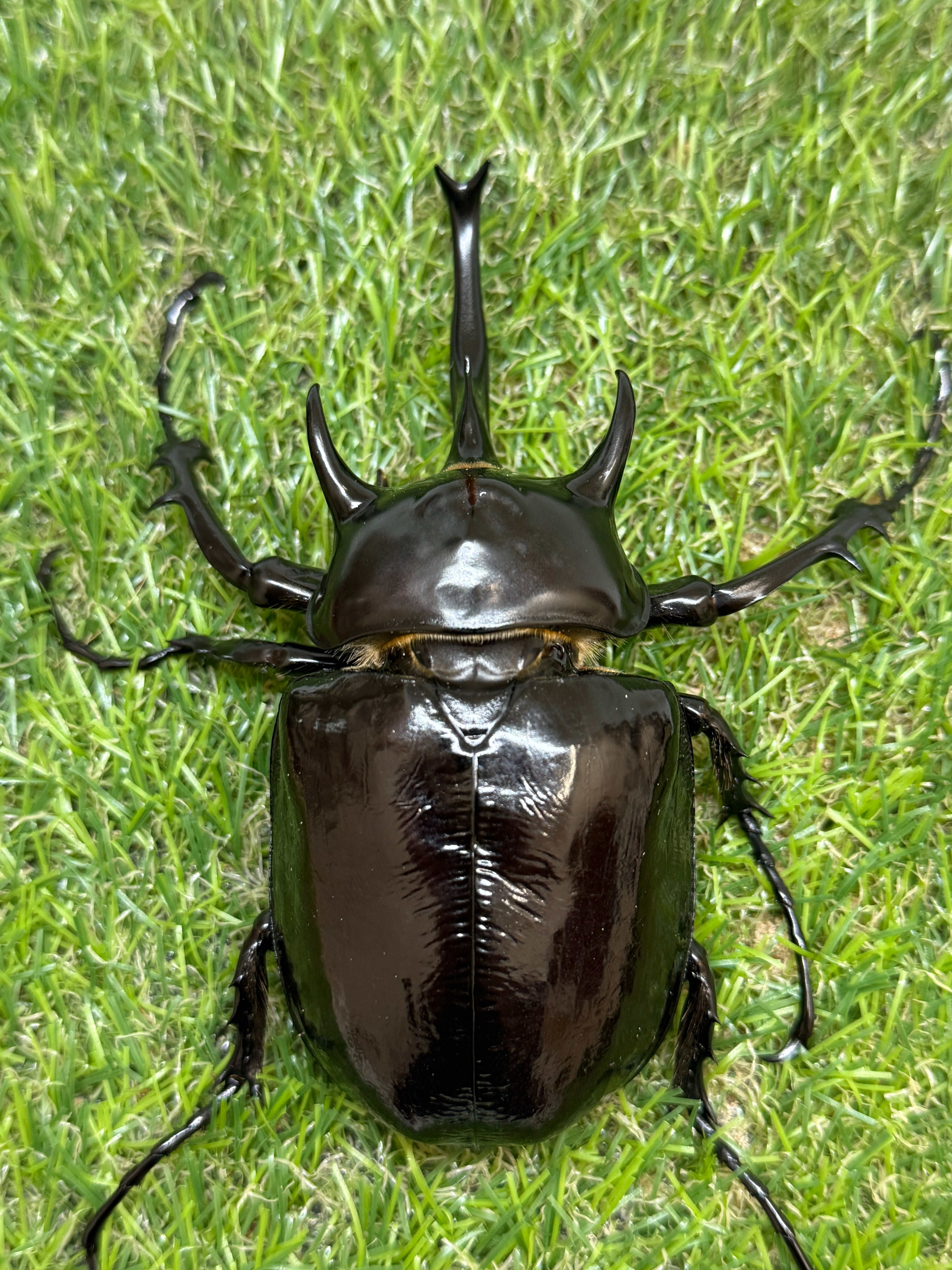 マルスゾウカブトムシ】 マルス標本 雌雄セット 昆虫セット