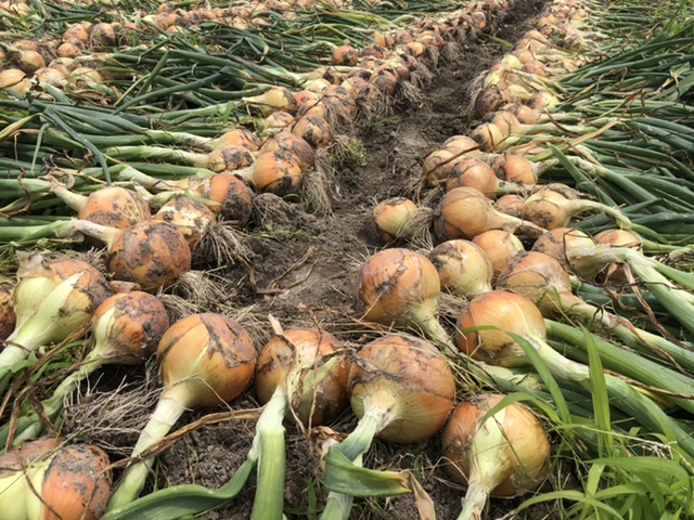 淡路島の中生の玉ねぎ ターザンを収穫しました｜Nii Farm