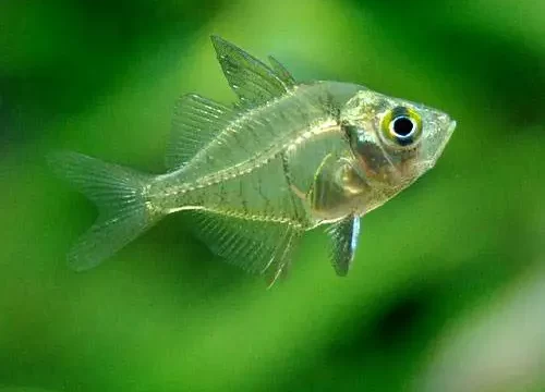 インディアングラスフィッシュの飼い方・餌・かかりやすい病気・混泳