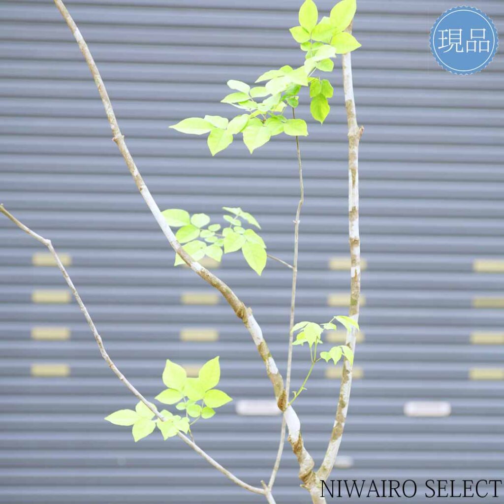 スタッフブログ 発送作業16 山採りアオダモ - にわいろSELECT