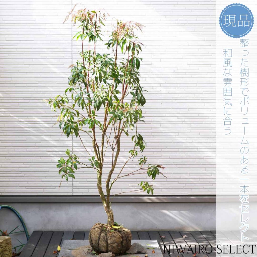 スタッフブログ 発送作業13 アセビ - にわいろSELECT