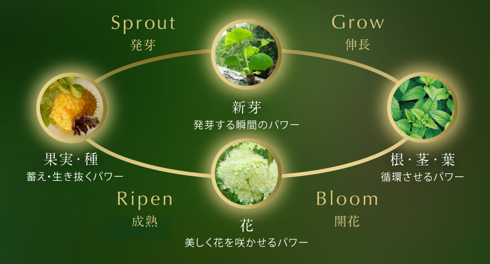 公式】ノエビア505｜エイジングケア｜ノエビアスタイル（通販）