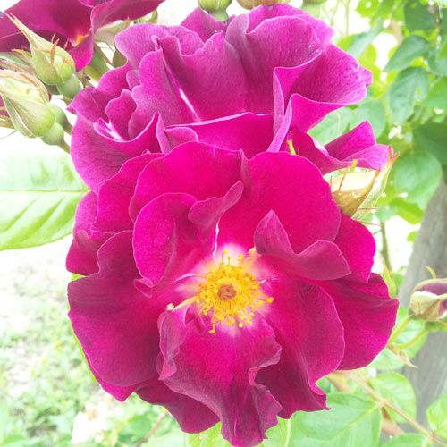 000000023151-01.jpg?size=l&w=