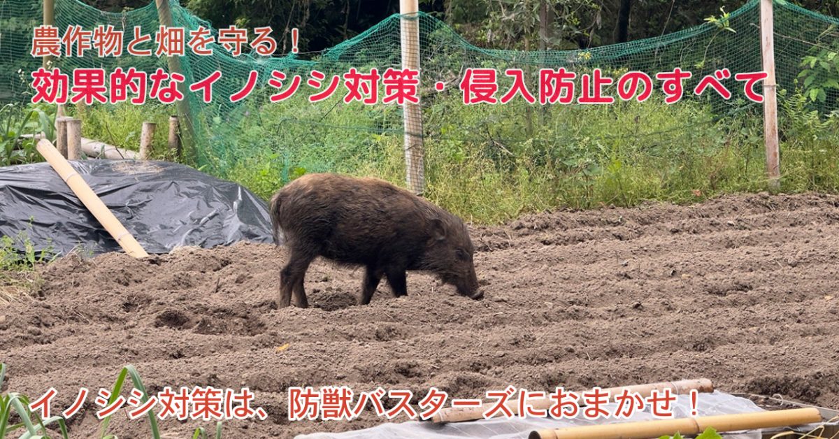 農作物と畑を守る！効果的なイノシシ対策・侵入防止のすべて - 農業屋