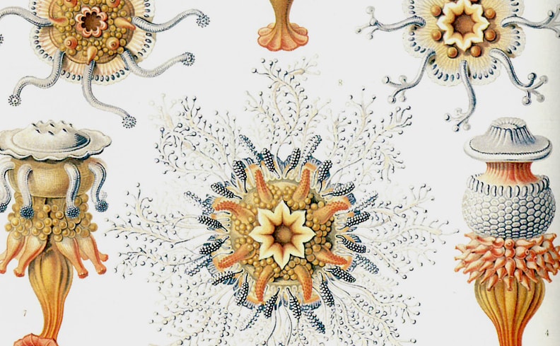 荒俣宏がいざなう図像探険。ファンタスティック12シリーズを入荷しま