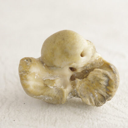 イルカの耳骨 – NPO法人なの花会