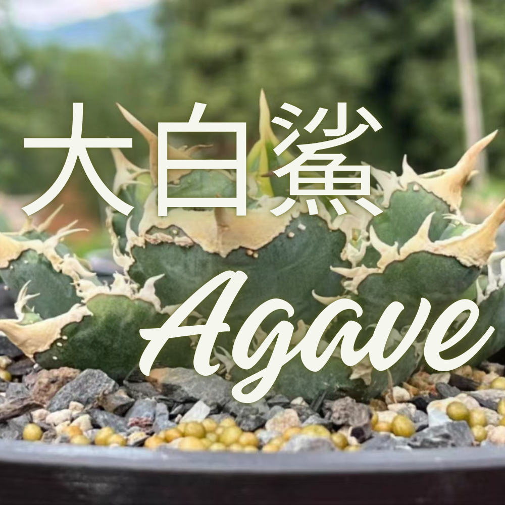 アガベ チタノタ ホオジロザメ（Crown / 大白鯊）品種紹介 | NR Plants