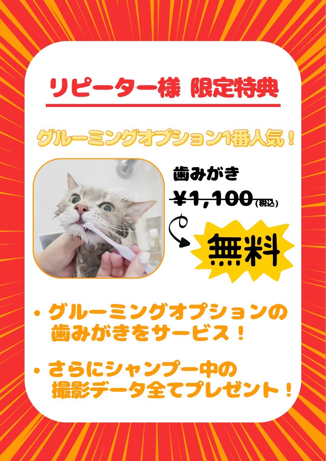 緑地公園店】猫の日ビッグイベント開催中！ | 猫の複合施設 にゃん子ん家